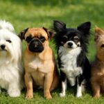 Små hunderacer – Den ultimative guide